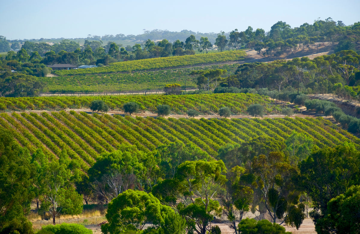 South Australian Wine Tasting & Dinner with Willunga 100 & S.C. Pannell - Wednesday 30th September 7pm to 10pm