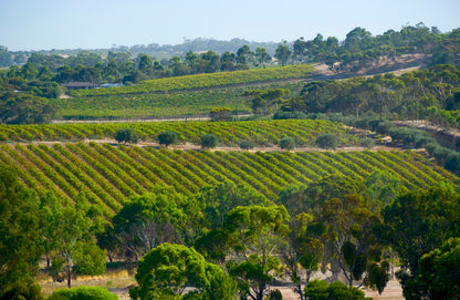 South Australian Wine Tasting & Dinner with Willunga 100 & S.C. Pannell - Wednesday 30th September 7pm to 10pm
