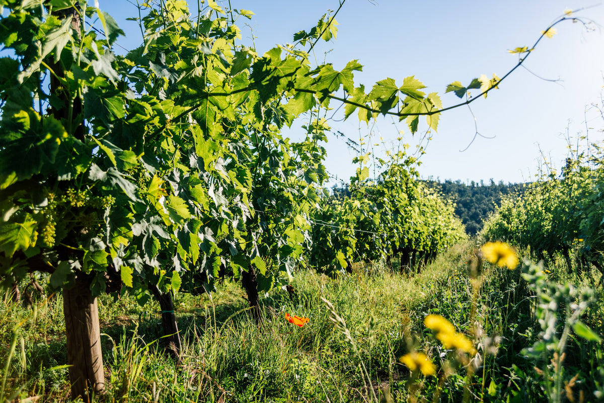 Tuscan Wine Tasting & Dinner with Capezzana and Selvapiana - Monday 9th November 7pm to 10pm