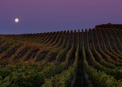 A very special tasting of 9 wines with Kevin Judd from Greywacke in Marlborough, NZ - Wednesday 21st October 7pm to 8:30pm
