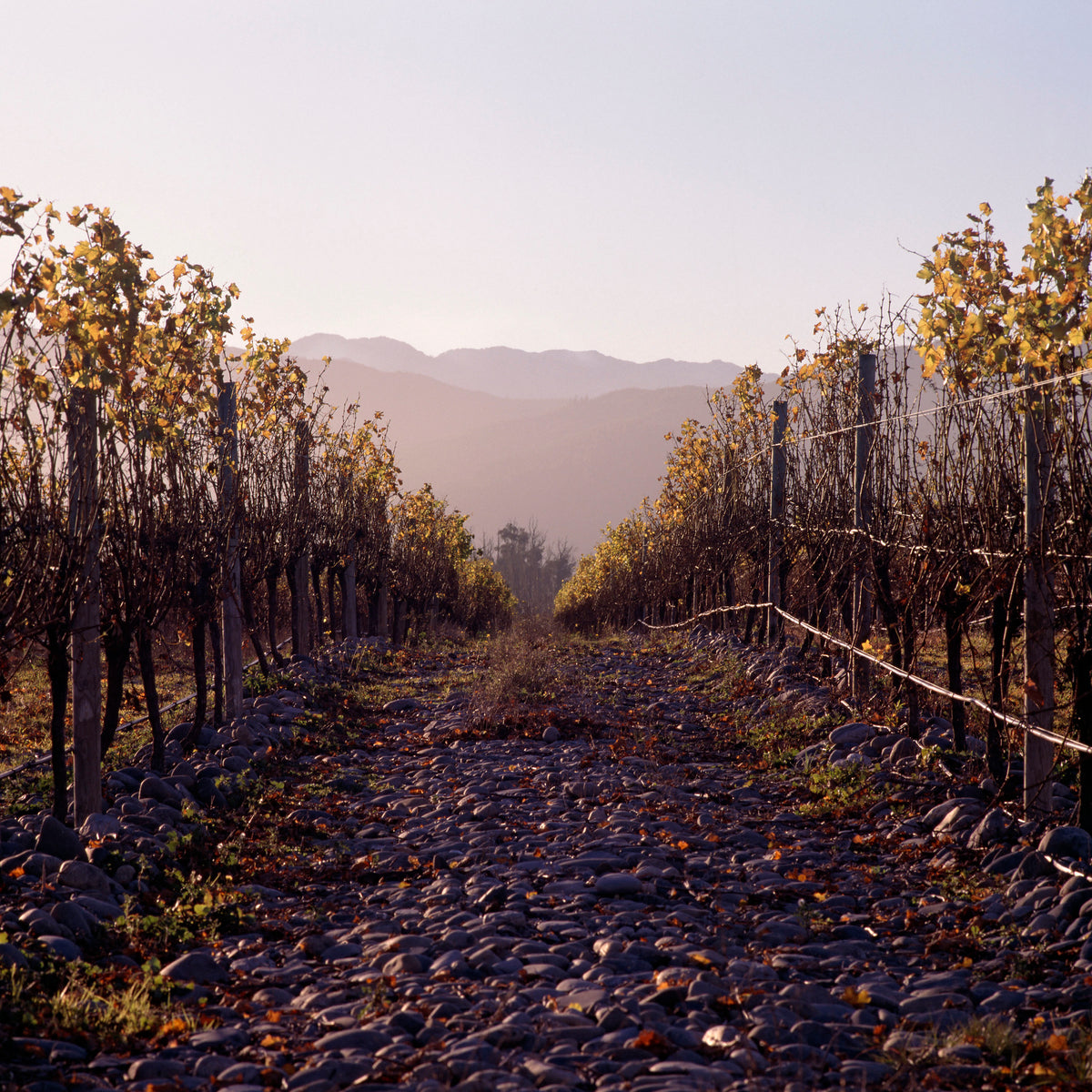 A very special tasting of 9 wines with Kevin Judd from Greywacke in Marlborough, NZ - Wednesday 21st October 7pm to 8:30pm