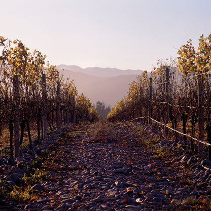 A very special tasting of 9 wines with Kevin Judd from Greywacke in Marlborough, NZ - Wednesday 21st October 7pm to 8:30pm
