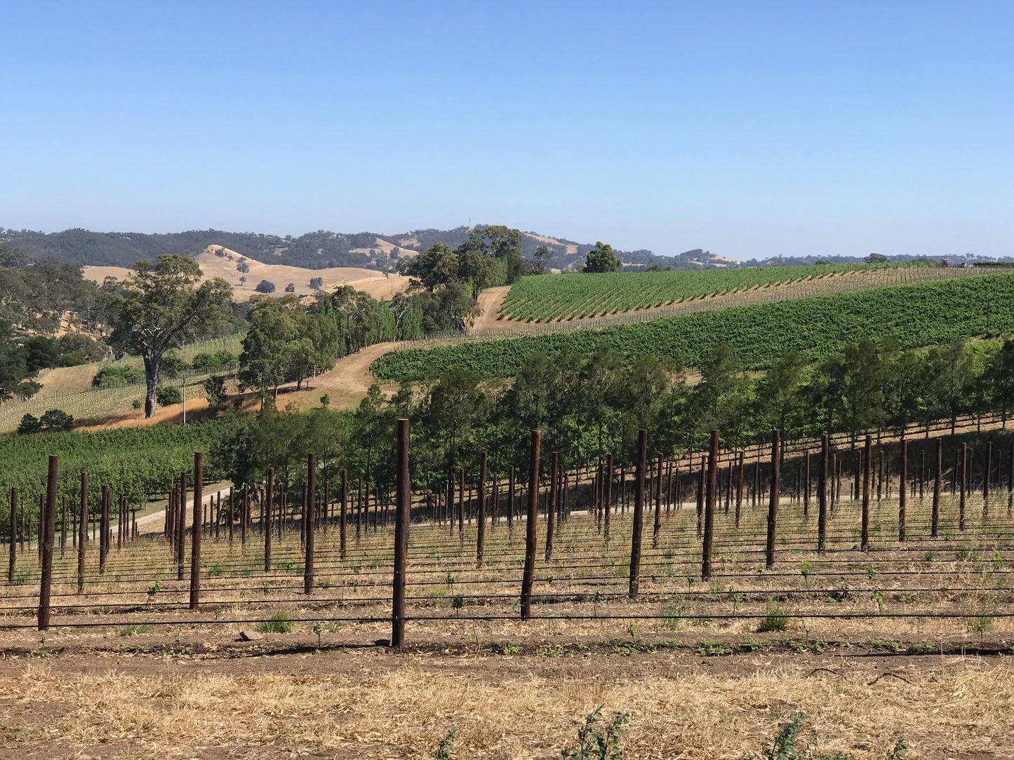 South Australian Wine Tasting & Dinner with Willunga 100 & S.C. Pannell - Wednesday 30th September 7pm to 10pm