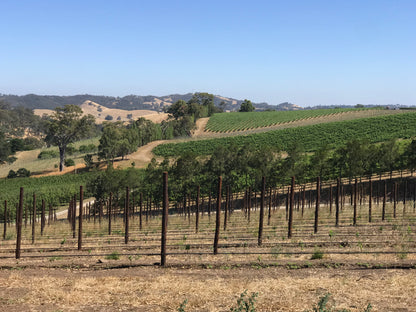 South Australian Wine Tasting & Dinner with Willunga 100 & S.C. Pannell - Wednesday 30th September 7pm to 10pm