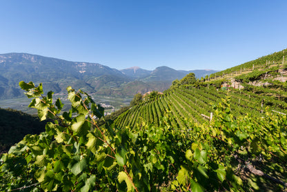 Italian Wine Tasting & Dinner with Julia from Cantina Terlano - Tuesday 7th July 7pm to 10pm