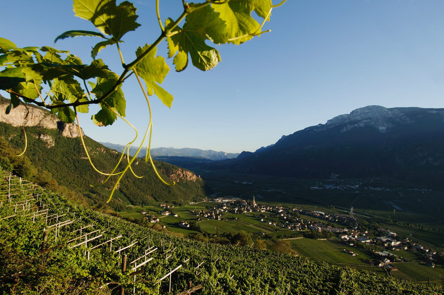 Italian Wine Tasting & Dinner with Julia from Cantina Terlano - Tuesday 7th July 7pm to 10pm