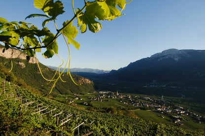 Italian Wine Tasting & Dinner with Julia from Cantina Terlano - Tuesday 7th July 7pm to 10pm